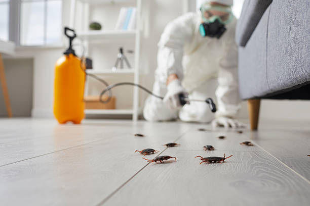 Commercial Kitchen Cockroach Control in Breckenridge
